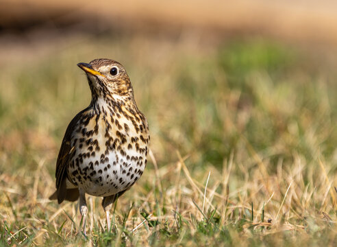 Song thrush bird standing on dry grass in nature