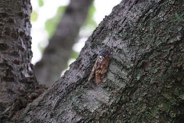 An Aburazemi cicada perched on a tree, singing throughout the summer © Mt. Cape