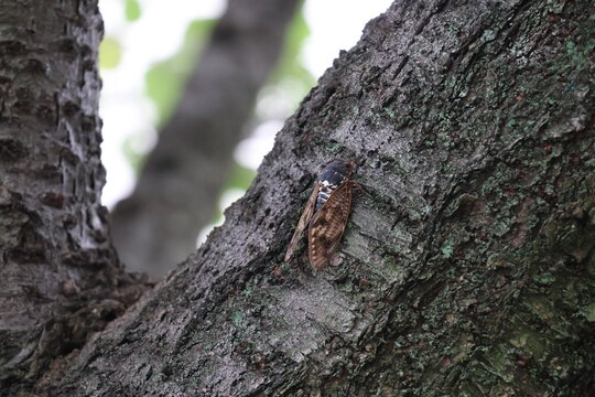 An Aburazemi cicada perched on a tree, singing throughout the summer