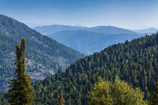 The Altai Mountains, covered with forest, panorama. Altai Republic, Russia