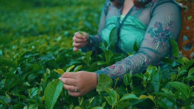 Asian Woman in Green Kebaya Harvesting Tea Leaves
