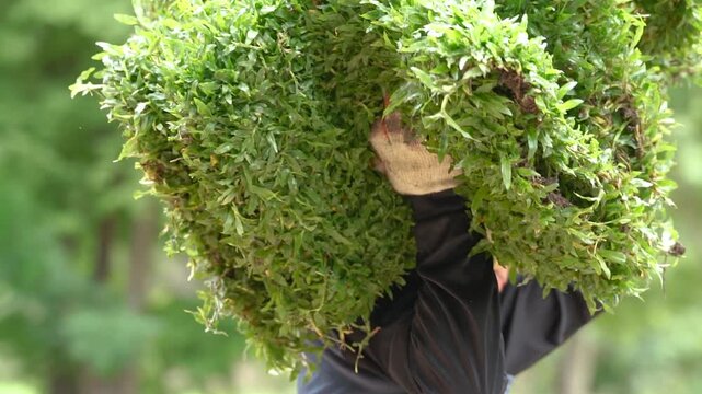 Carrying Lush Moss: A person carries a large, dense clump of vibrant green moss, its texture rich and organic, suggesting growth and nature.