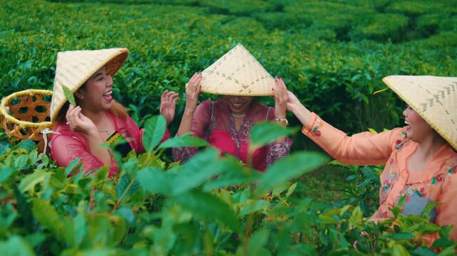 Three Cheerful Asian Women Farmers Playing in Tea Plantation