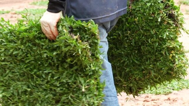 Gardener Holding Sod: A gardener wearing denim jeans and gloves carries two pieces of freshly cut sod, ready for landscaping or lawn repair.