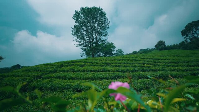 Serene Tea Plantation Hillside with Solitary Tree and Pink Flower