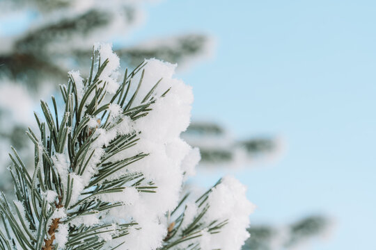 Snow-covered Christmas tree branches against blue sky, festive winter background.