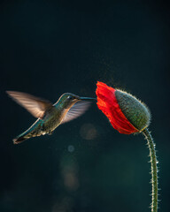Naklejka premium Hovering Hummingbird at Red Poppy Bud – Elegance and Dynamic Motion