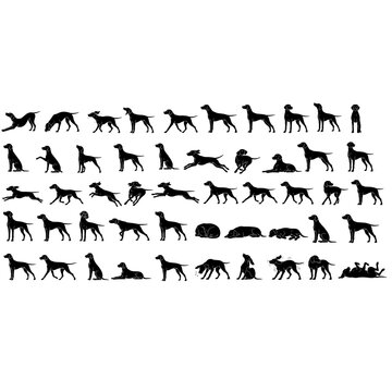 Weimaraner Dog Black Silhouette Set Premium Vector Hunting Dog Poses Collection