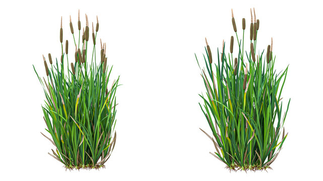 Green cattail plants with blooming brown flower heads isolated on transparent background perfect for natural scenery compositions.
