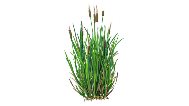Slender aquatic cattail reeds with narrow green foliage and brown flowering spikes isolated on transparent background for digital environment creation.