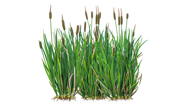 Wide dense thicket of green cattail reeds with many brown flower spikes isolated on transparent background for large scale wetland landscape designing.