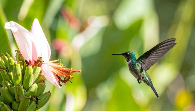 Vibrant Hummingbird Feeding on Pink Flower in Nature.