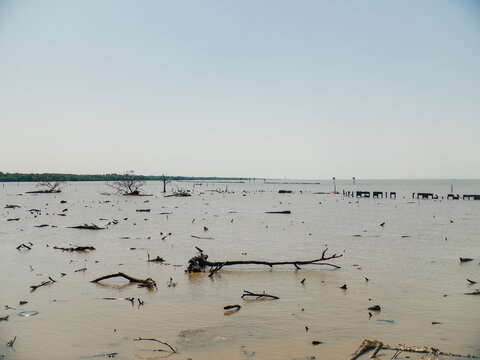 Expansive coastal wetland scene with dead trees and branches submerged in shallow muddy water.