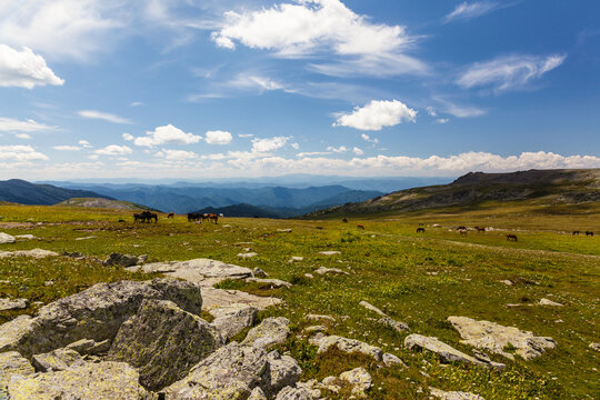 A herd of horses grazes on the slopes of the Altai Mountains on a sunny summer day. Russia