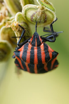 Close up of an Italian striped shield bug, Graphosoma italicum, feeding on seedpods of Hogweed, Heracleum sphondylium, in nature