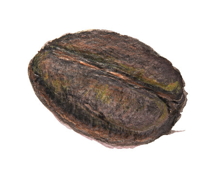Hand Drawn Illustration of Roasted Coffee Beans Created with Watercolor and Colored Pencil Technique