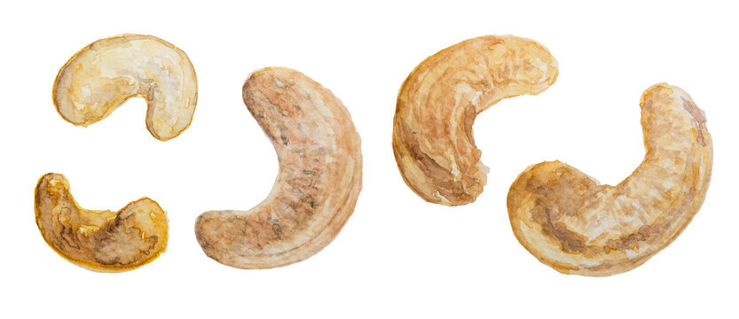 Roasted Cashew Nuts Watercolor Illustration on White Background