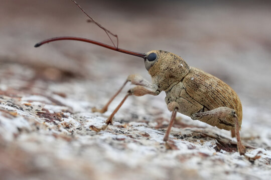 Close-up of a long-nosed Chestnut weevi beetle, Curculio elephas on textured bark, showcasing its intricate details