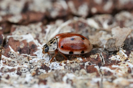 Closeup on a colorful small cream-streaked or four-spot ladybird Harmonia quadripunctata
