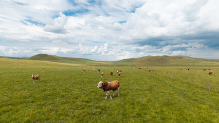 Herds of cattle grazing and resting on the vast grassland. © Guiyi