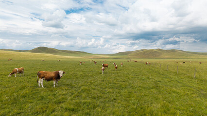 Herds of cattle grazing and resting on the vast grassland. © Guiyi