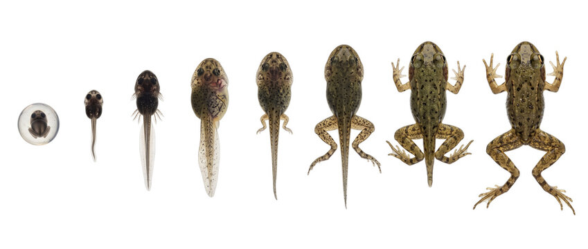 Frog Metamorphosis Life Cycle Stages Sequence showing egg growth, tadpole development, hind legs emergence, froglet transformation, and fully grown adult frog on black background for biology education