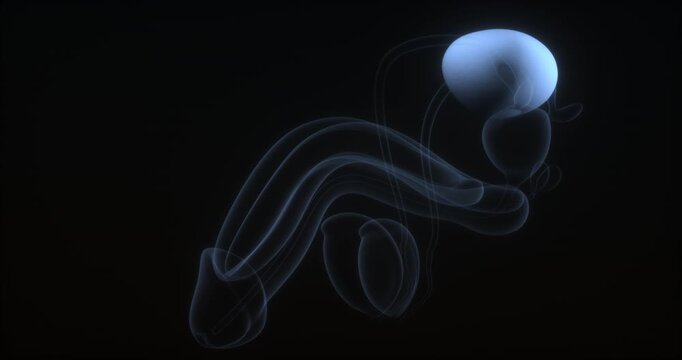 Seamless loop of an anatomical 3d medical animation showing a highlighted male urinary bladder and prostate with a glowing xray hologram effect on a black background