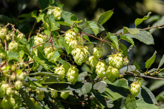 Green Hop Cones Growing on Vine with Leaves in Sunlight