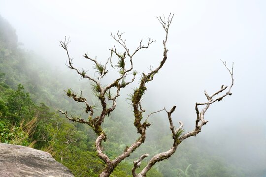 Misty Mountain Landscape with Bare Tree Branches in Fog