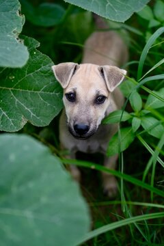 Curious Puppy Peeking Through Lush Green Foliage