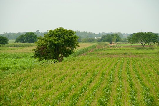 Lush Green Agricultural Field with Rows of Crops and Trees