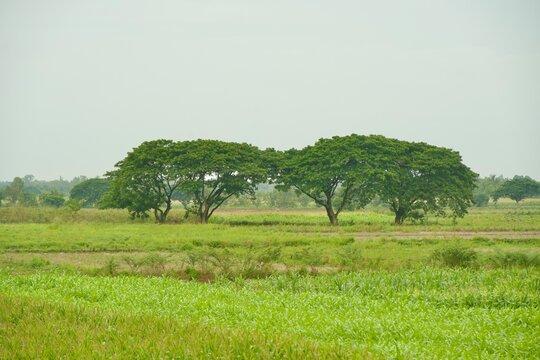 Lush Green Rice Field with Spreading Trees in Rural Countryside