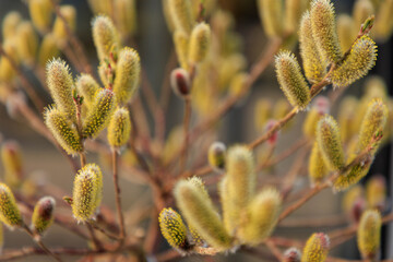 Rote Kätzchen-Weide (Salix 'Rotkätzchen') © Winfried Rusch