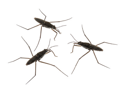 Water strider macro insect isolated on black background, three water bugs standing with long slender legs detailed entomology study for scientific biological educational design visual cutout