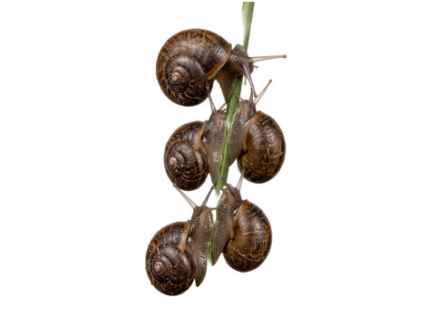 Garden snails climbing green stem isolated on black background studio macro shot showing spiral shell texture, slow movement, teamwork concept, wildlife nature photography, group of gastropods creepin