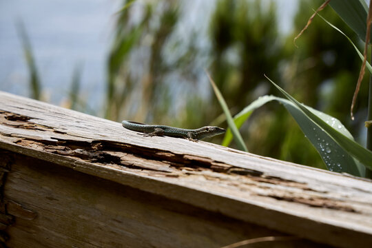 Close-up of a wild reptile basking on wooden railing under sunlight in Azores, Portugal