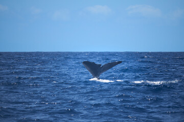 Naklejka premium Sperm whale fluke raising out of the blue ocean as it starts a deep dive