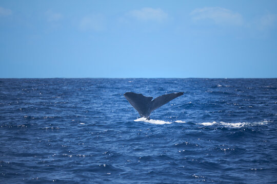 Sperm whale fluke raising out of the blue ocean as it starts a deep dive