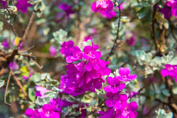 Fototapeta premium Close-up of blooming Texas sage (Leucophyllum frutescens) in Vietnam, featuring vivid purple blossoms, green foliage, and a naturally blurred garden setting.