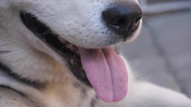 Husky dog's tongue and mouth close up