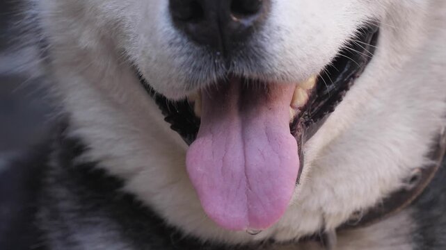 Husky dog's tongue and mouth close up