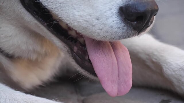 Husky dog's tongue and mouth close up