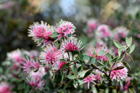 pink and white pincushion flowers of the Australian native Burrendong Beauty Hakea, family Proteaceae. Hybrid cultivar of Hakea myrtoides x petiolaris. Blooms autumn. Discovered growing at Burrendong 
