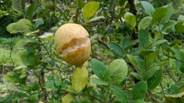 Cracked Lemon on Tree Branch due to Fruit Splitting in Citrus Orchard