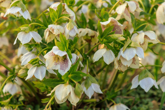 Christrose (Helleborus x ericsmithii 'HGC pink frost')