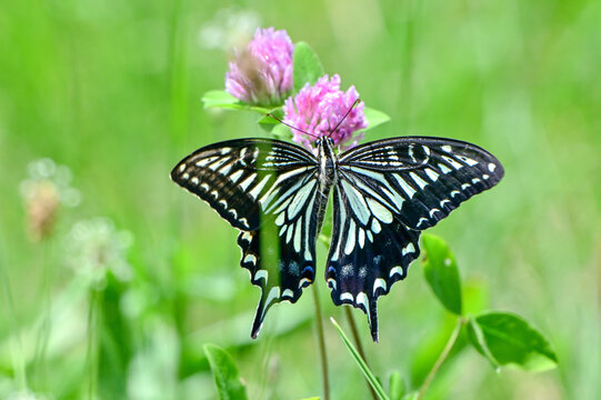 アカツメクサの蜜を吸うアゲハチョウ