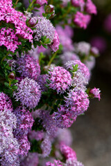 Obraz premium Deep Dream cultivar of the Australian native Rose Banjine pink rice flower, Pimelea rosea, family Thymelaeaceae. Endemic to sand dunes, coastal limestone woodlands and Jarrah forest of southwest WA