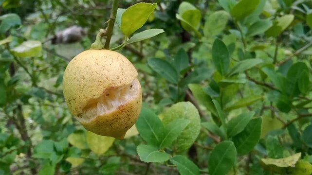 Cracked Lemon on Tree Branch due to Fruit Splitting in Citrus Orchard