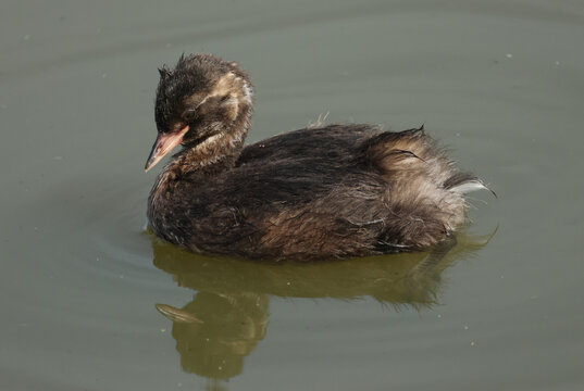 A cute baby Little Grebe, Tachybaptus ruficollis, swimming on a lake hunting for food.