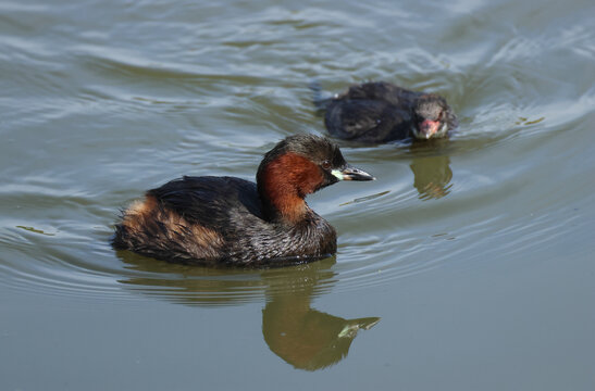 A Little Grebe, Tachybaptus ruficollis, and her cute baby are swimming on a lake.
